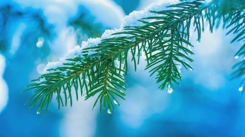 Branch with Droplets and Snow
