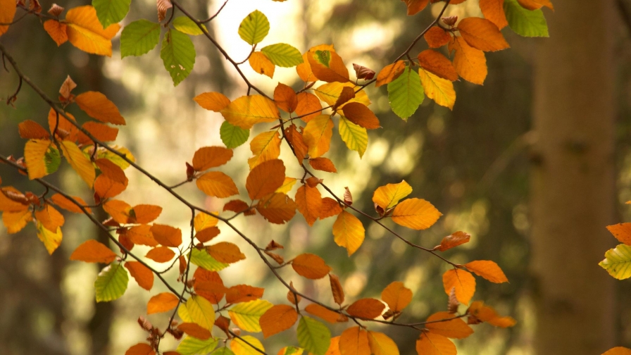 Branches and Autumn Tree