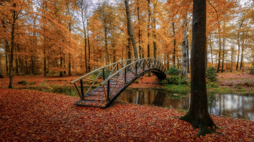 Bridge and River Surrounded by Trees