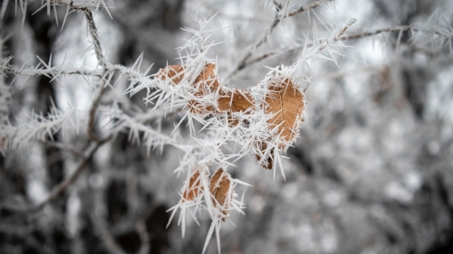 Brown Plant Covered with Frost