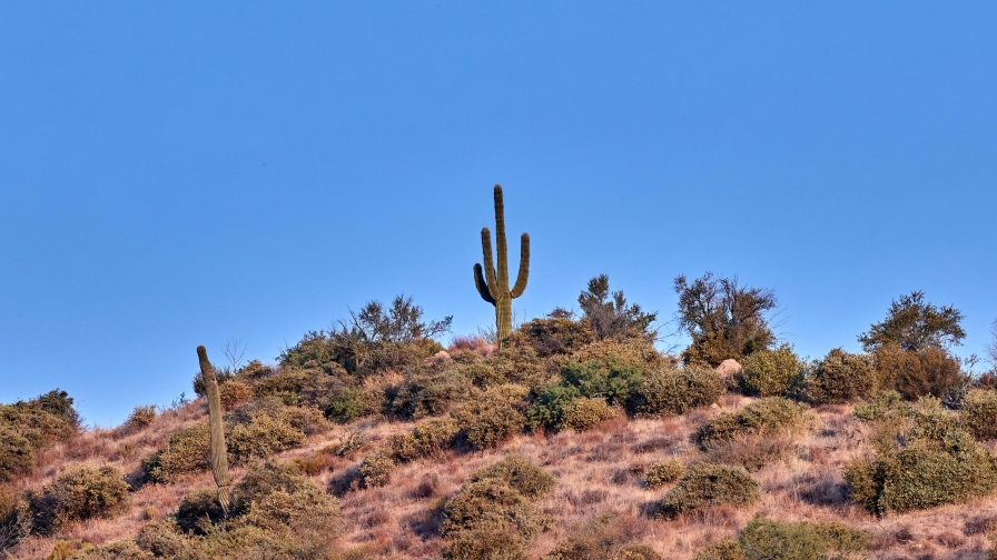 Cactus in Prairie