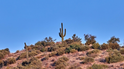 Cactus in Prairie