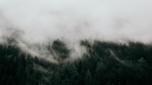 Clouds of Fog in Greenwood Forest
