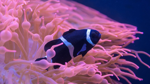 Clownfish Under Sea