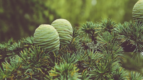 Evergreen tree conifers