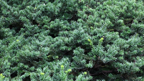 Evergreen Tree in Forest