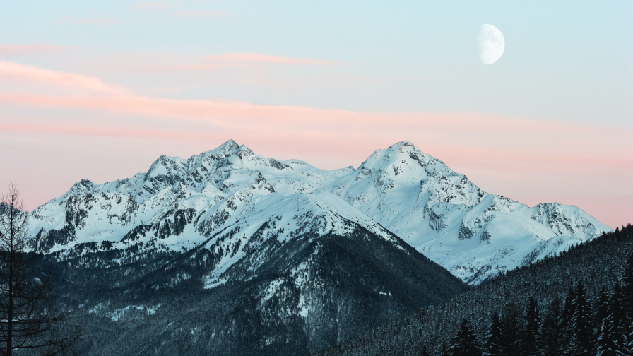 Forest and Snowed Mountains