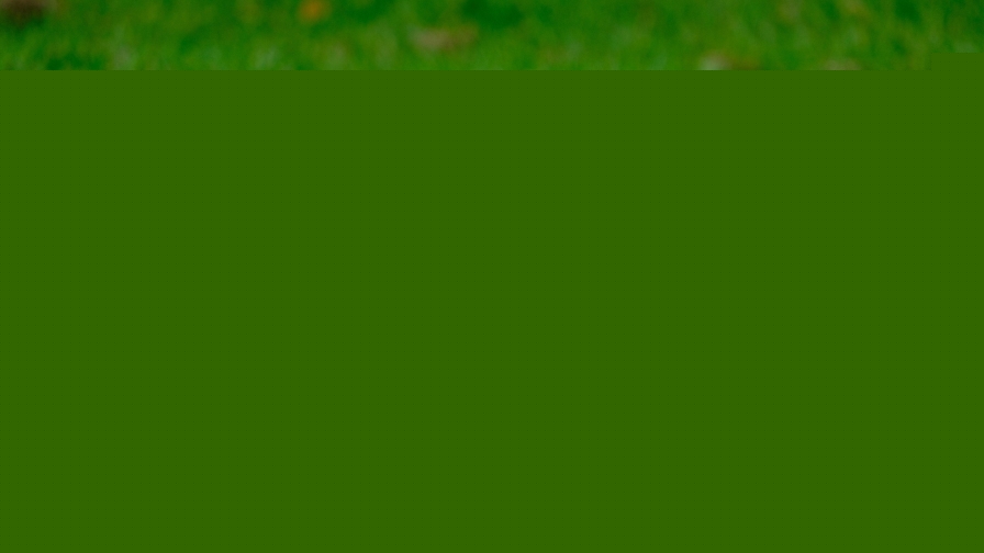 Funny Rabbit on Green Grass