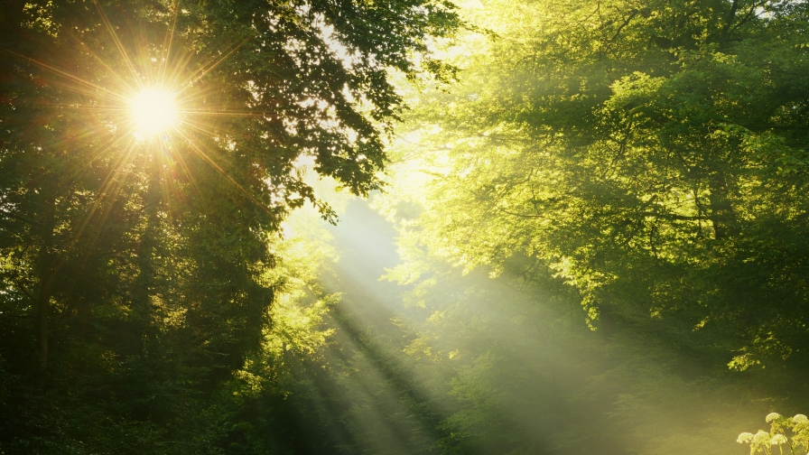 Good morning in green forest