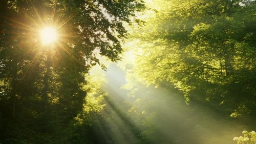 Good morning in green forest