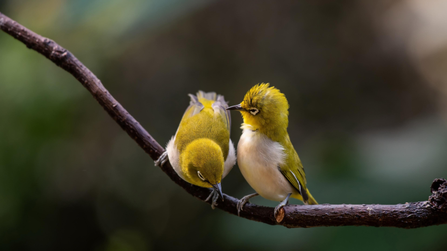 Green and White Birds are Sitting on Tree Branch