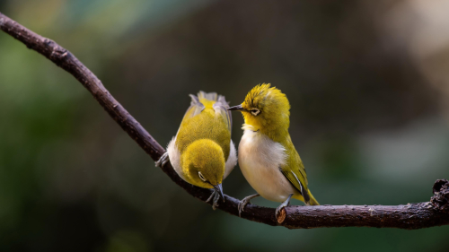 Green and White Birds are Sitting on Tree Branch