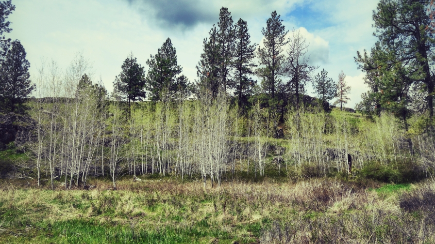 Green and white grass in forest valley