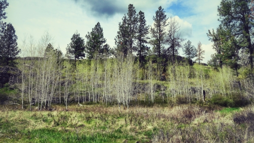 Green and white grass in forest valley