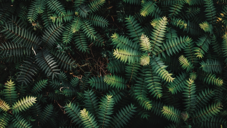 Green Branches and Leaves