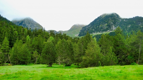 Green Forest Clouds in Sky and Mountains