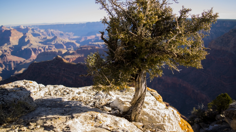 Green Leafed Tree on Mountain