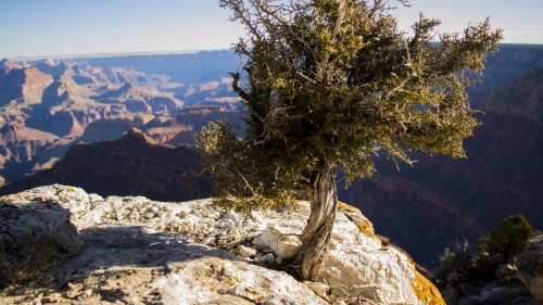 Green Leafed Tree on Mountain