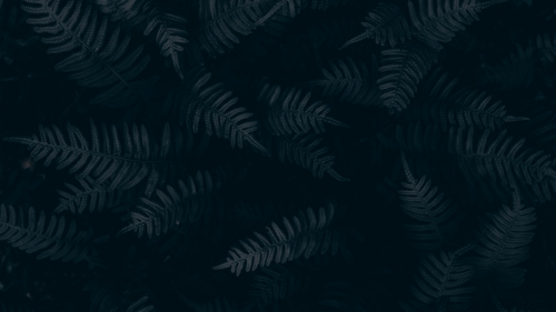 Green Leaves and Darkness