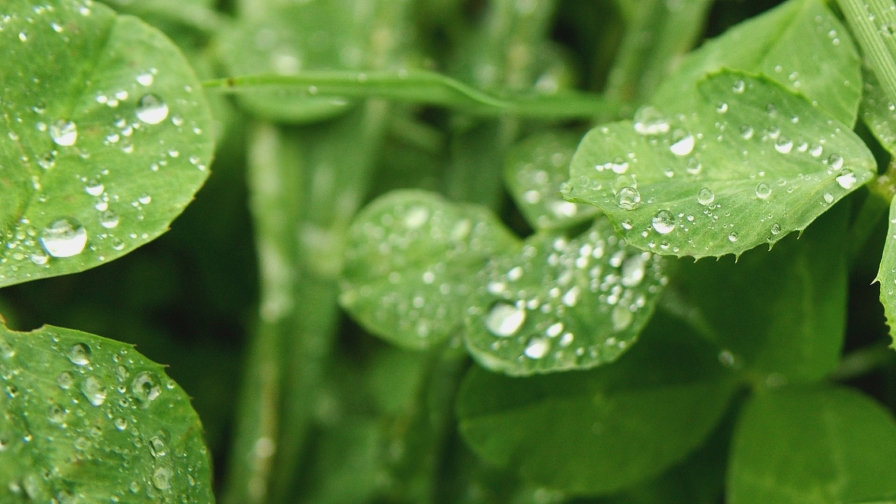 Green Leaves and Droplets Dual Monitor