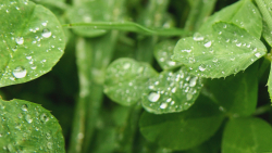 Green Leaves and Droplets Dual Monitor