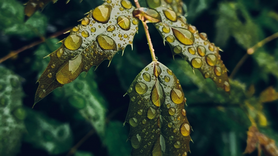 Green Leaves with Water Drops