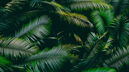 Green Palm Branches