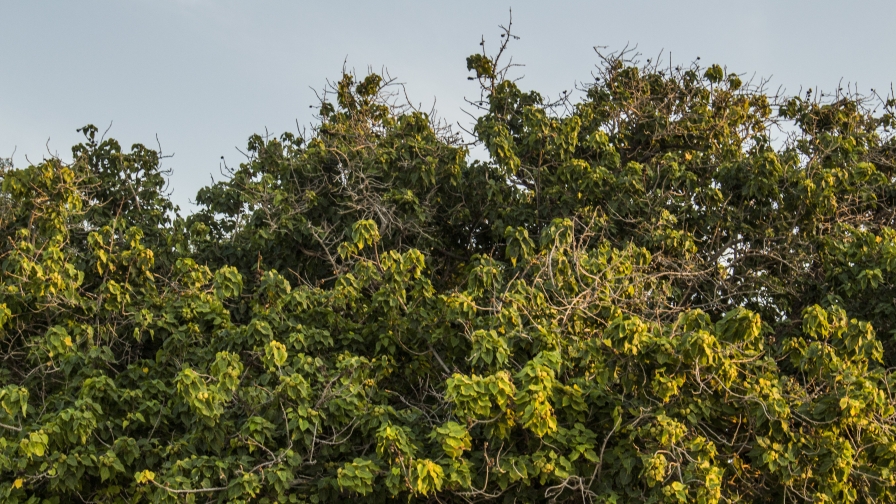 Green Trees and Daylight
