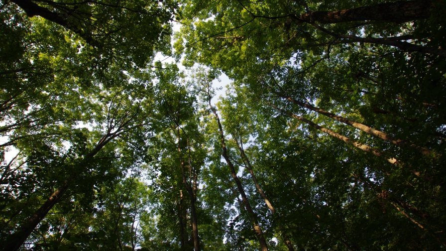 High Green Trees and Sunlight