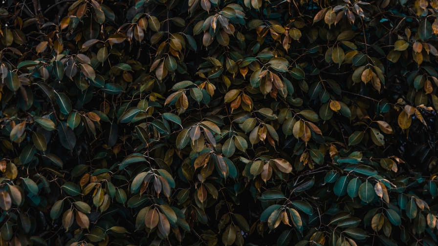 Leaves on the Branches and Easy Light