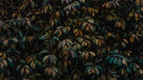 Leaves on the Branches and Easy Light