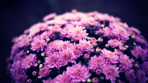 Lilac Chrysanthemum Purple Flowers Close Up