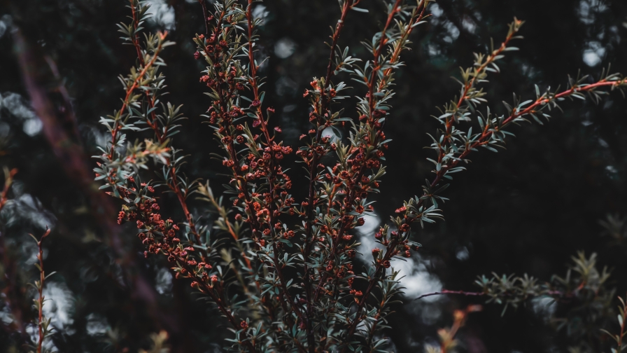 Many branches and red flowers