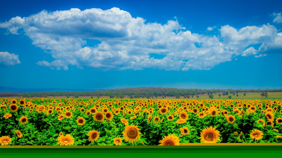 Meadow field with sunflowers