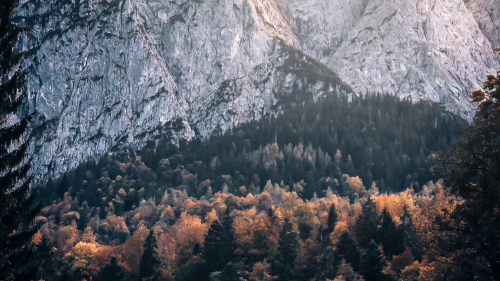 Mountains and Pine Forest in Bavaria