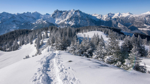 Mountains in Alps and Snow Covered Pine Trees