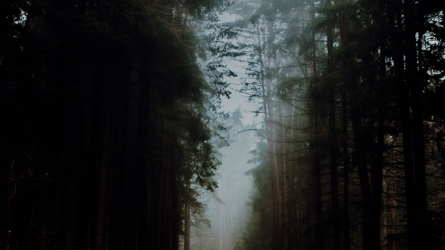 Old Autumn Forest and Road with Leaves
