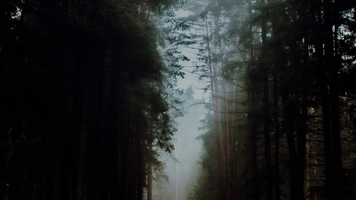 Old Autumn Forest and Road with Leaves