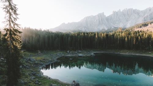 Old Fir Forest and Reflection on Lake