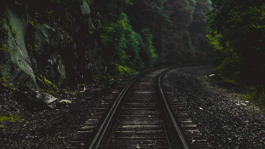 Old Railroad in Pine Forest