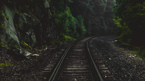 Old Railroad in Pine Forest