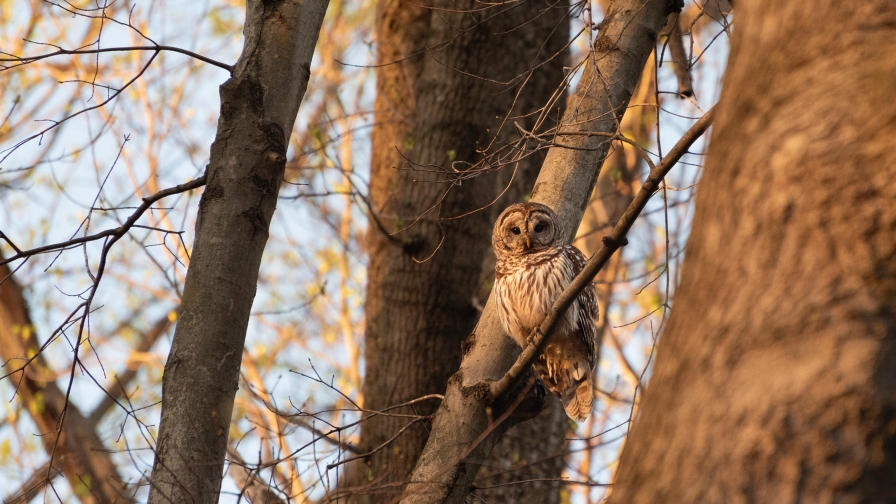 Owl on Branches