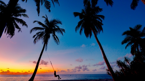 Palms on Coast and Beautiful Orange Sunset