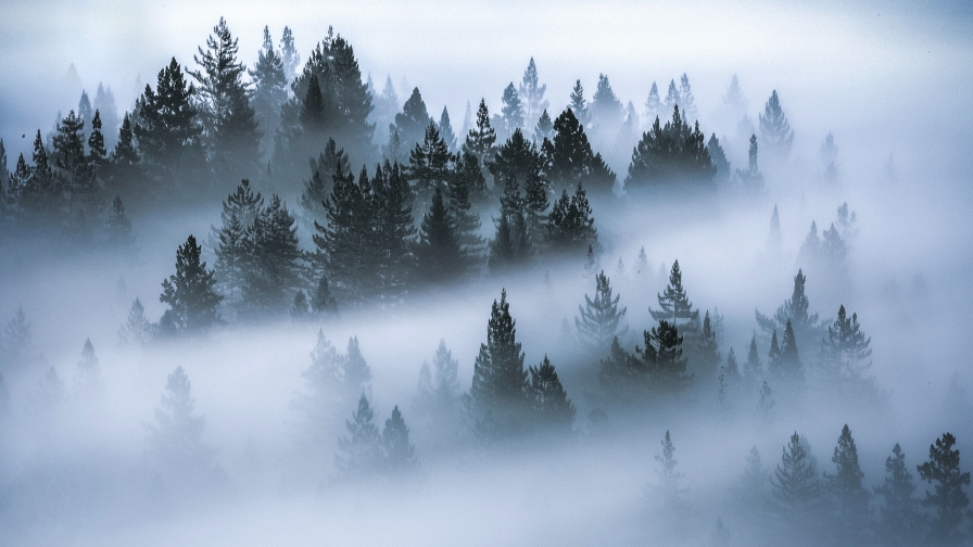 Pine Forest and White Fog