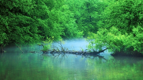 Pond in Beautiful Green Forest
