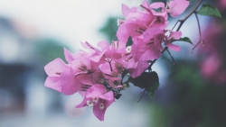 Purple Flowers on Branch