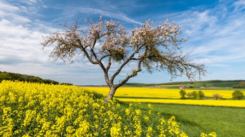 Rapeseed on Field and Clouds in Sky