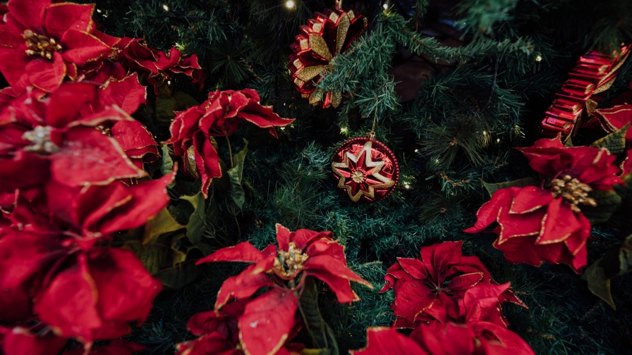 Red and Yellow Flowers with Green Leaves on Background