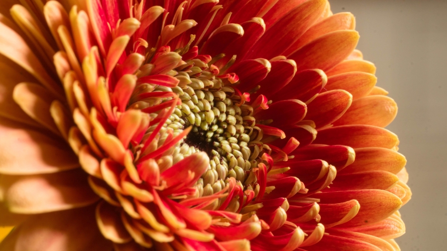 Red-Orange Large Flower
