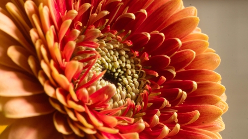 Red-Orange Large Flower